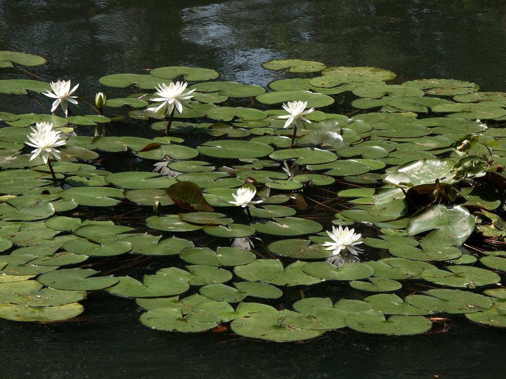 Matsusaki Nomi Ngoại thất bức ảnh